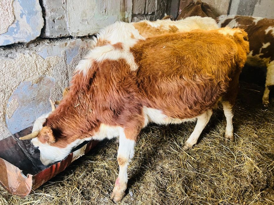 Продается коровы.