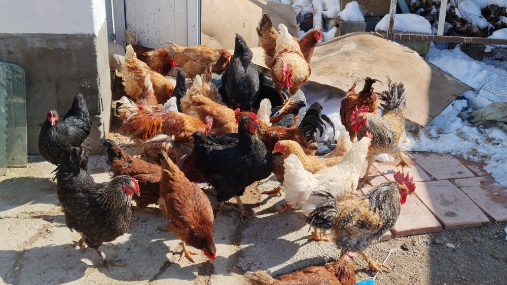 Куры разных породы