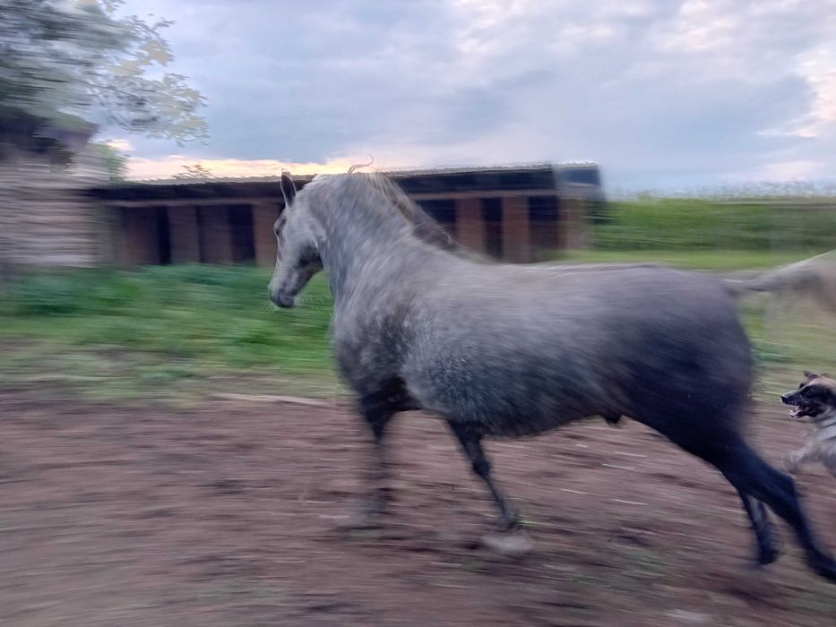 Ponei sport si Lipitan castrat