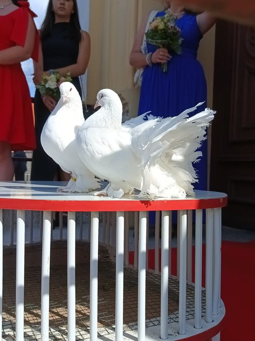 Pachet complet de decorațiuni și porumbei pentru evenimente speciale (