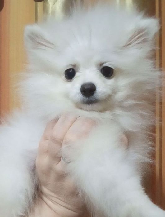 Щенки шпица мальчики и девочки