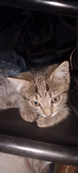 Отдам котят в хорошие руки.