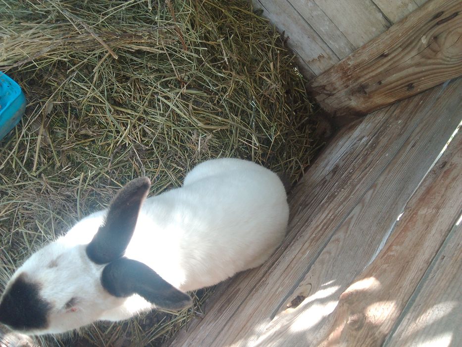 Продаются кролики