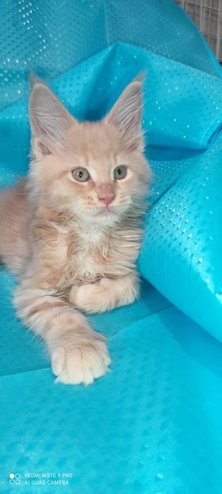 Мейн - Кун котята