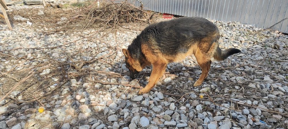 Овчарка чистокровный немец