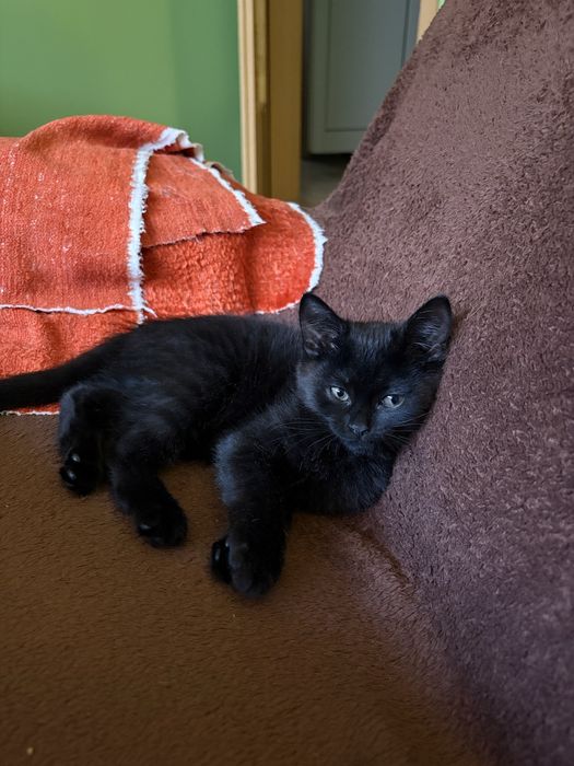 Котенце женско на 2,5 месеца