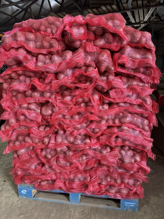 Cartofi Laura si Agria