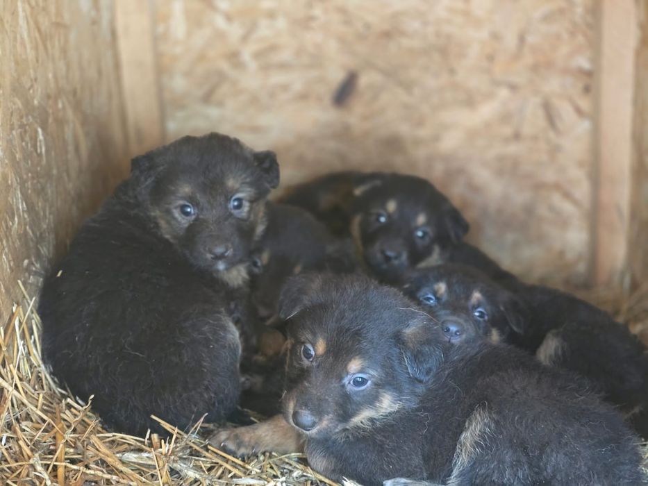 Продам щенков(девочек) немецкой овчарки