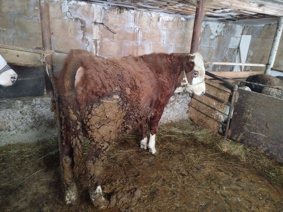 Бука сатылады екы жасар