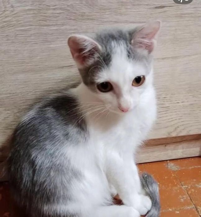 Отдам кошечку в добрые руки