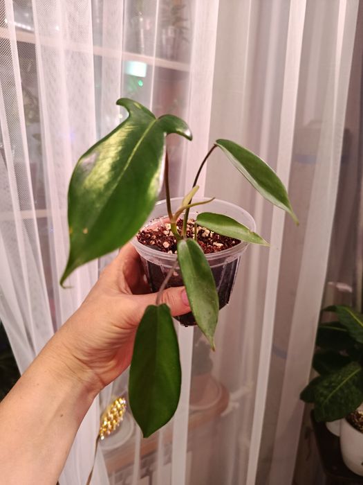 Продам комнатные цветы