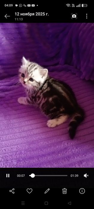 Продам шотландских котят страйтов.