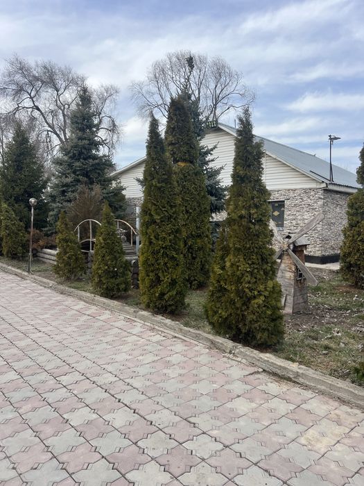 Туи смарагд 3/4/5 метров