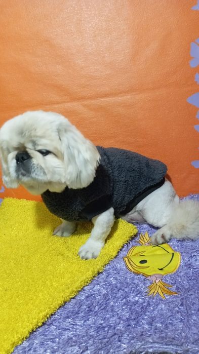 Груминг, стрижка кошек и собак