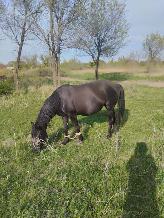 Продаю две кобылы