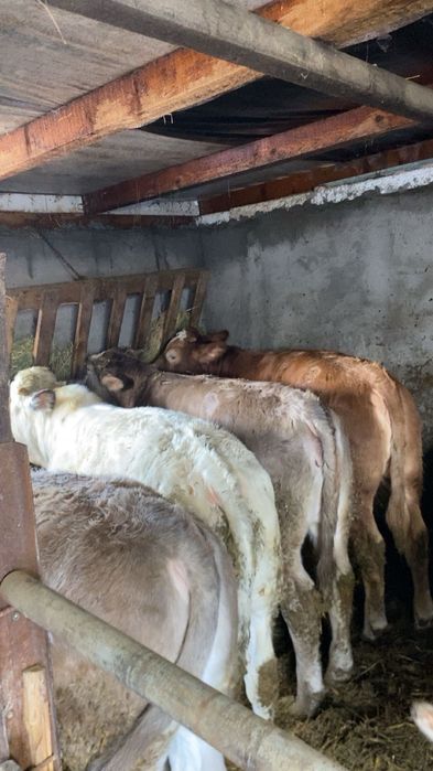 Vand viteii  de boxa