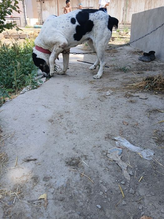 Alabay kuchuk sotiladi qiz