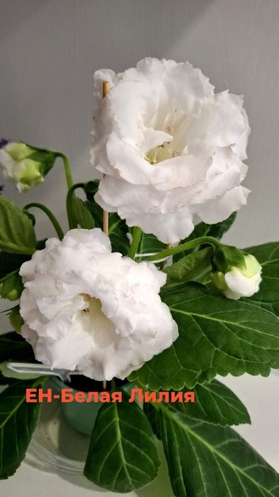 Глоксинии сортовые.Лист на срез