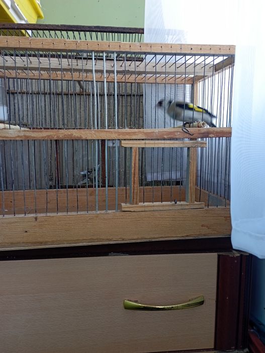 Продам клетку с щеглом.