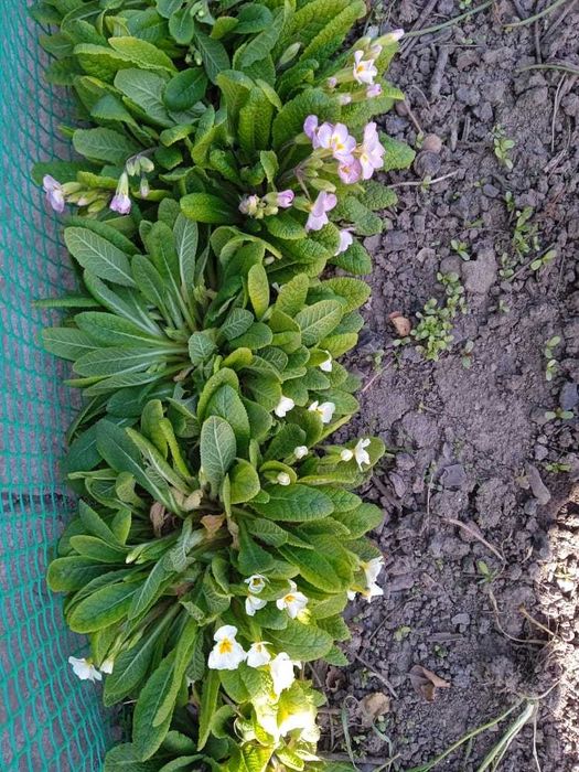 Садовые растения