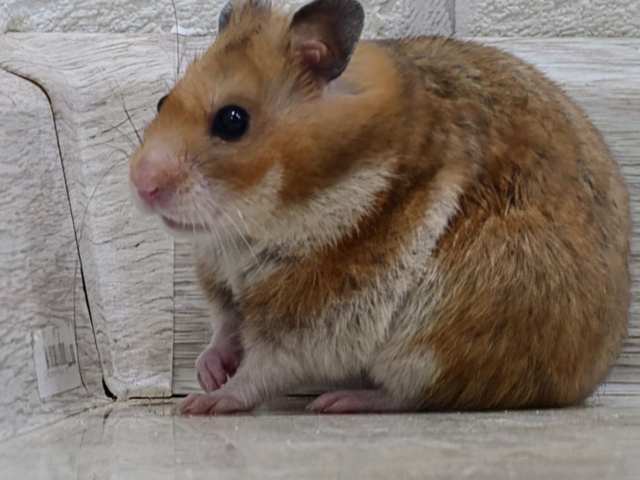 Сириский хомяк девочка
