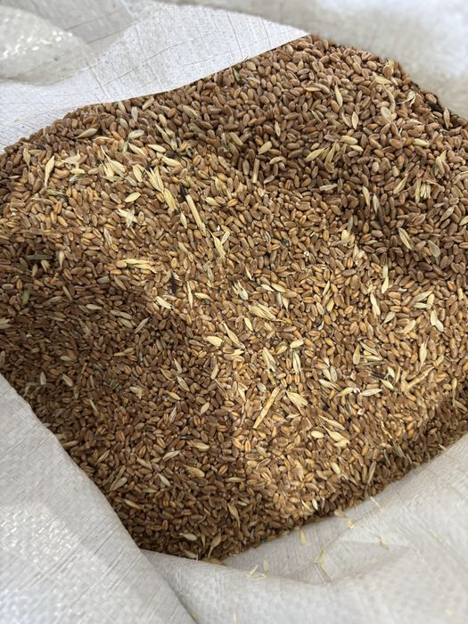 Продам сечку пшеницы, зерносмесь, отруби