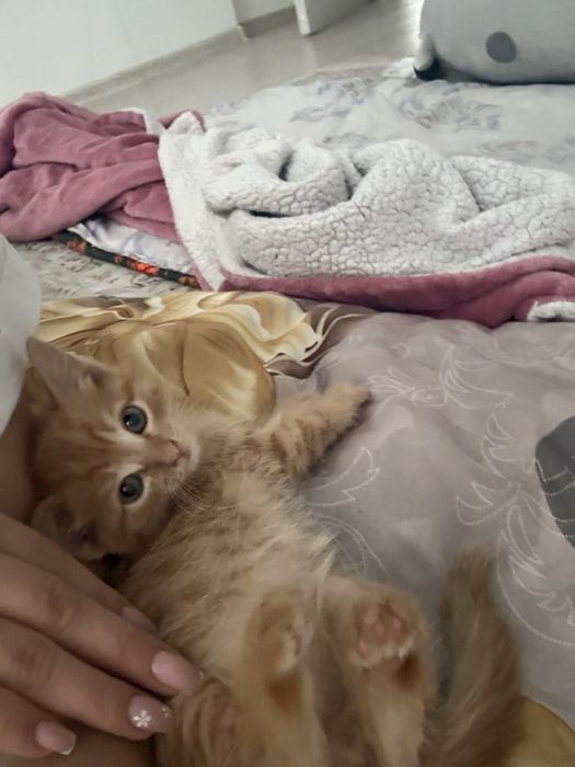 кошка желтый……..