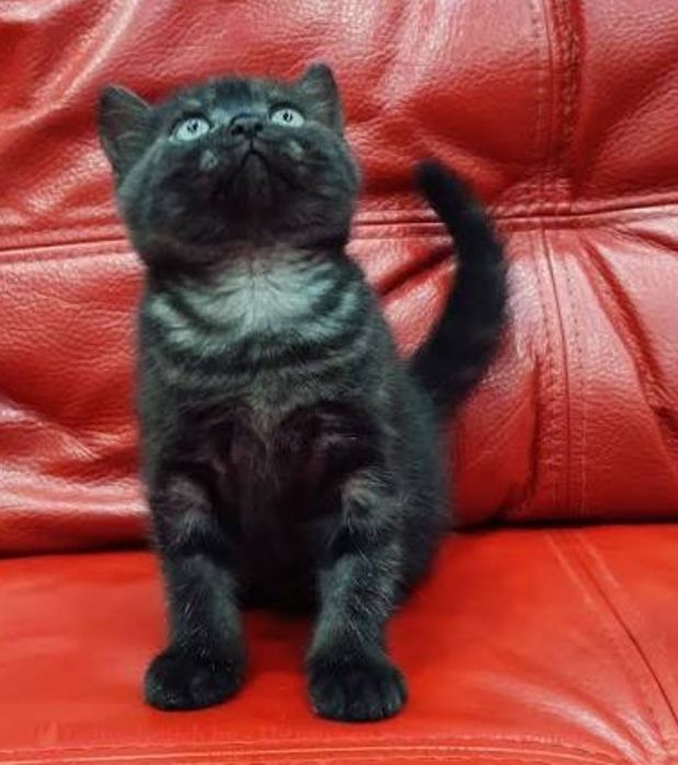 Котята мальчики и девочки, 1.5 мес