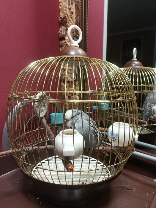 Попугай с клеткой  ,поилка,камень,кормпродается