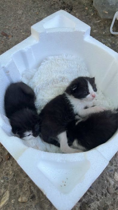 Trei pui de pisica negru cu alb aprox 4-5 saptamani