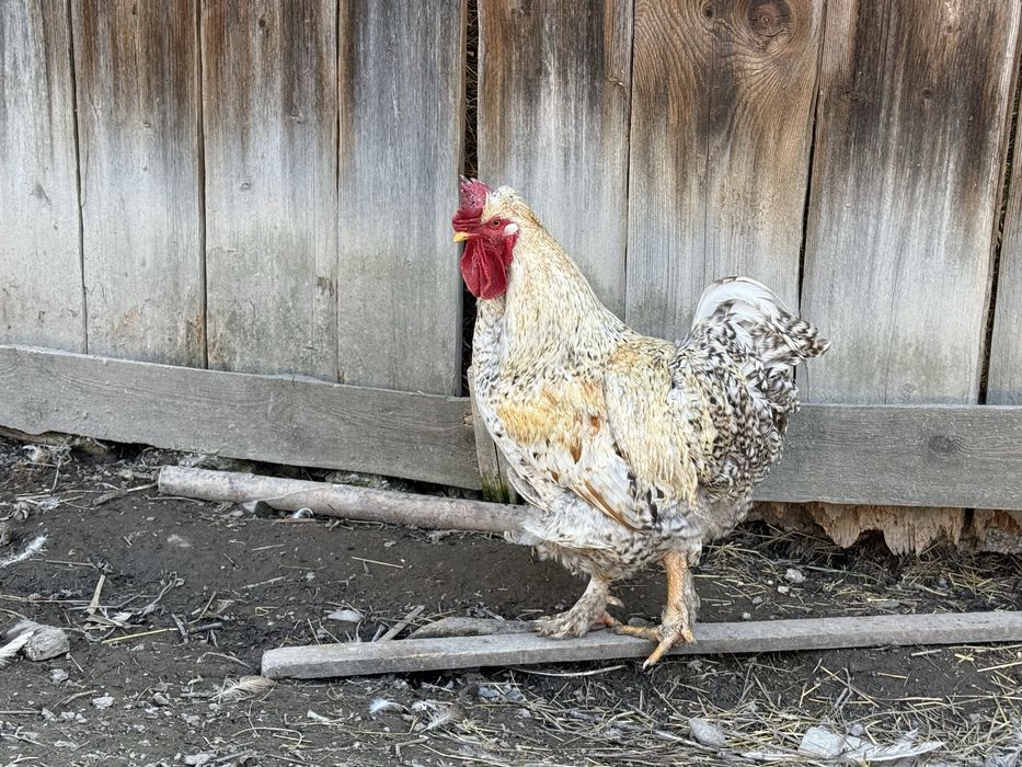 Vand Cocoș de casă