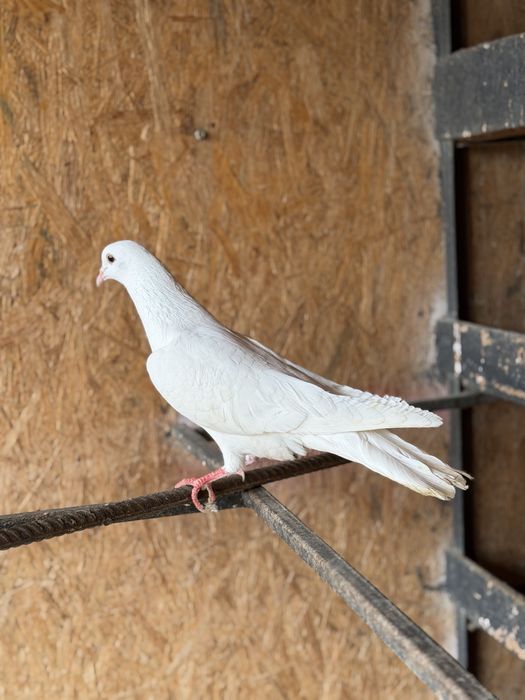 Продам Самец Шракахвост