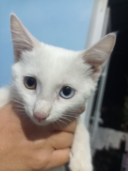 Mast tugilgan qizni sikdi video