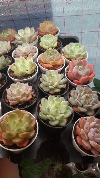 Сукуленты от 350и выше