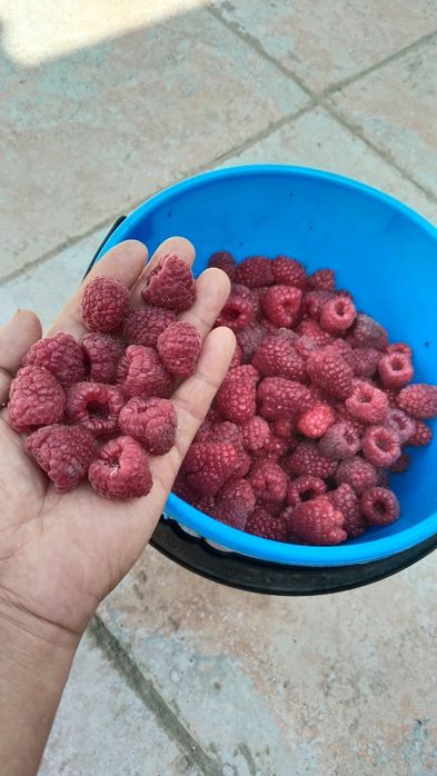 Продам саженцы малины.