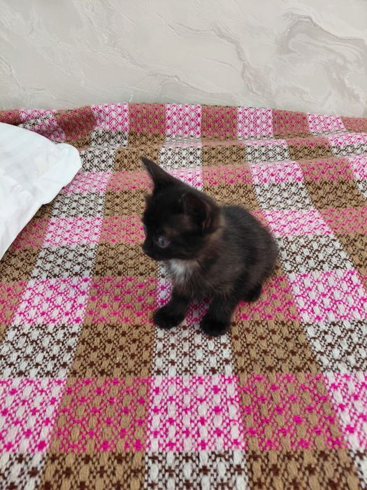 отдам котенка в добрые руки