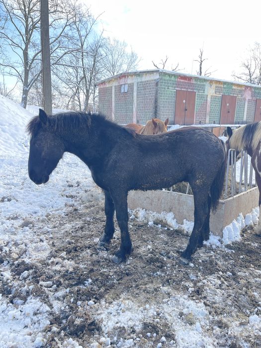 Mânz Barok Friz 10 luni