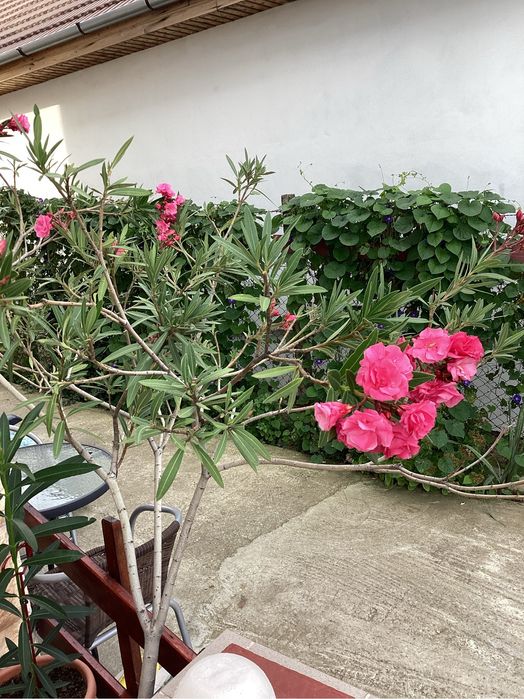 Leandru, leandrii roz, flori multiple, mirositori