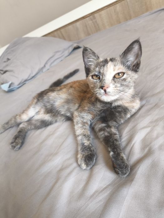 Кошка 2.5 месяцев