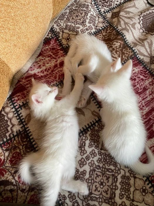 Турецкие  Ангоры