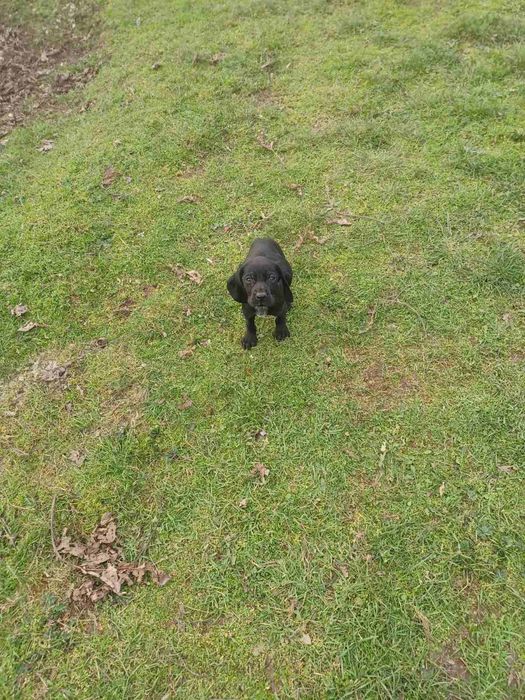 3 кученца курцхаар/кокер