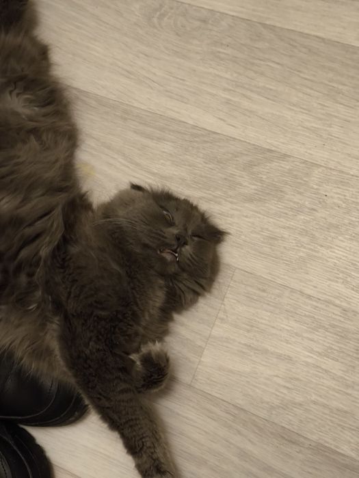 Шотландская кошка хайленд фолд