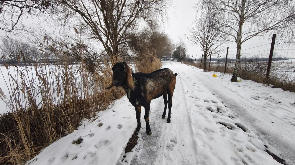 Vand o capra si un tap anglo nubian cu pedigree