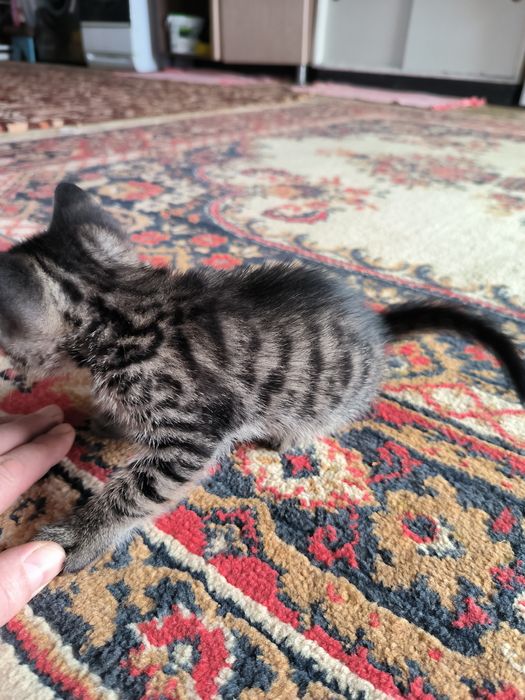 Котята бесплатно