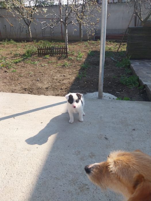 Donez cățeluși de 6 saptamani