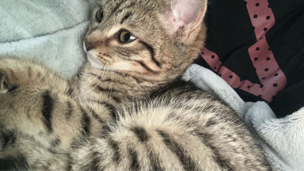 Отдам кошку в добрые руки