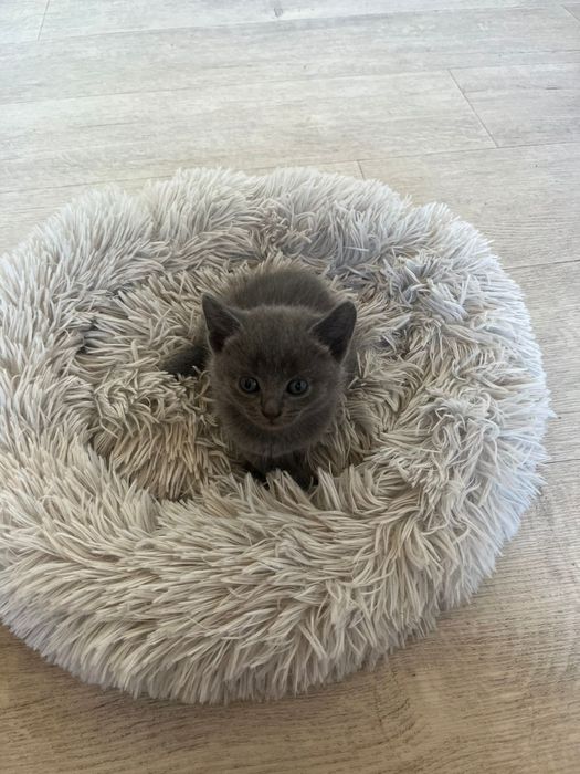 Отдам даром котёнка