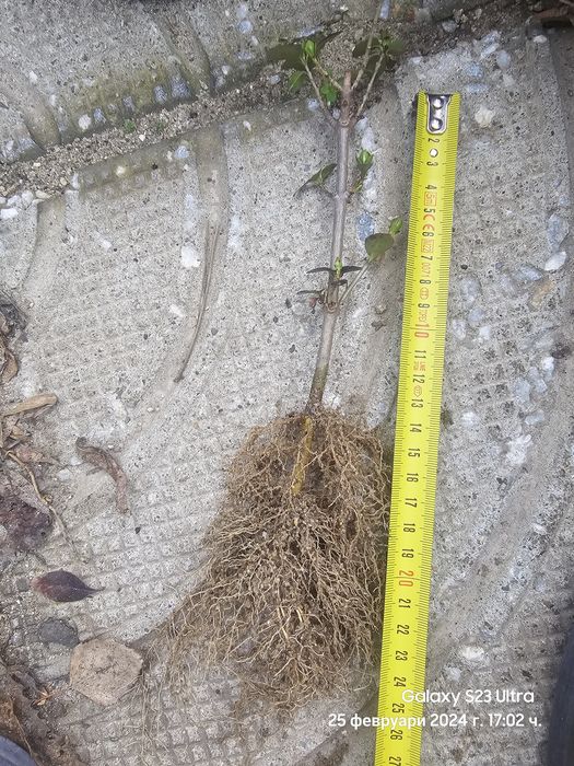 Вечнозелен лигуструм