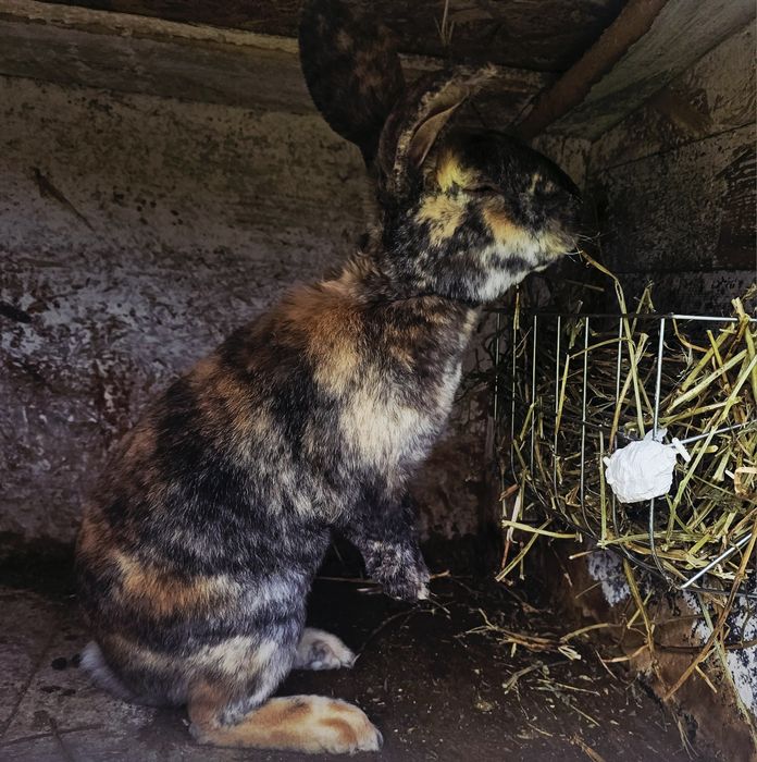 De vânzare:Iepuri 3.5 luni