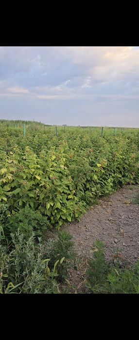 Саженцы малины сорта Полана